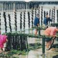 Les bouchots en 2001