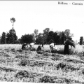 La moisson à la ferme de Carmin