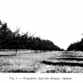 Les pommiers à cidre de la ferme de Carmin