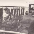 Les débuts de la mytiliculture à Hillion